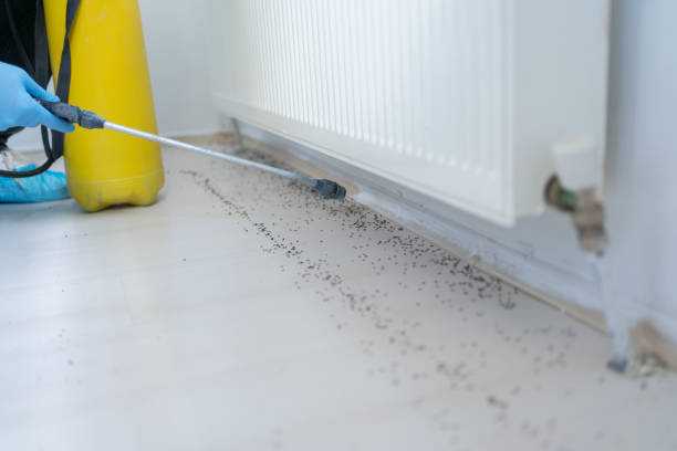 Best Rat Extermination Near Me  in Dunlap, IA
